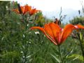 Lilium bulbiferum subsp. bulbiferum